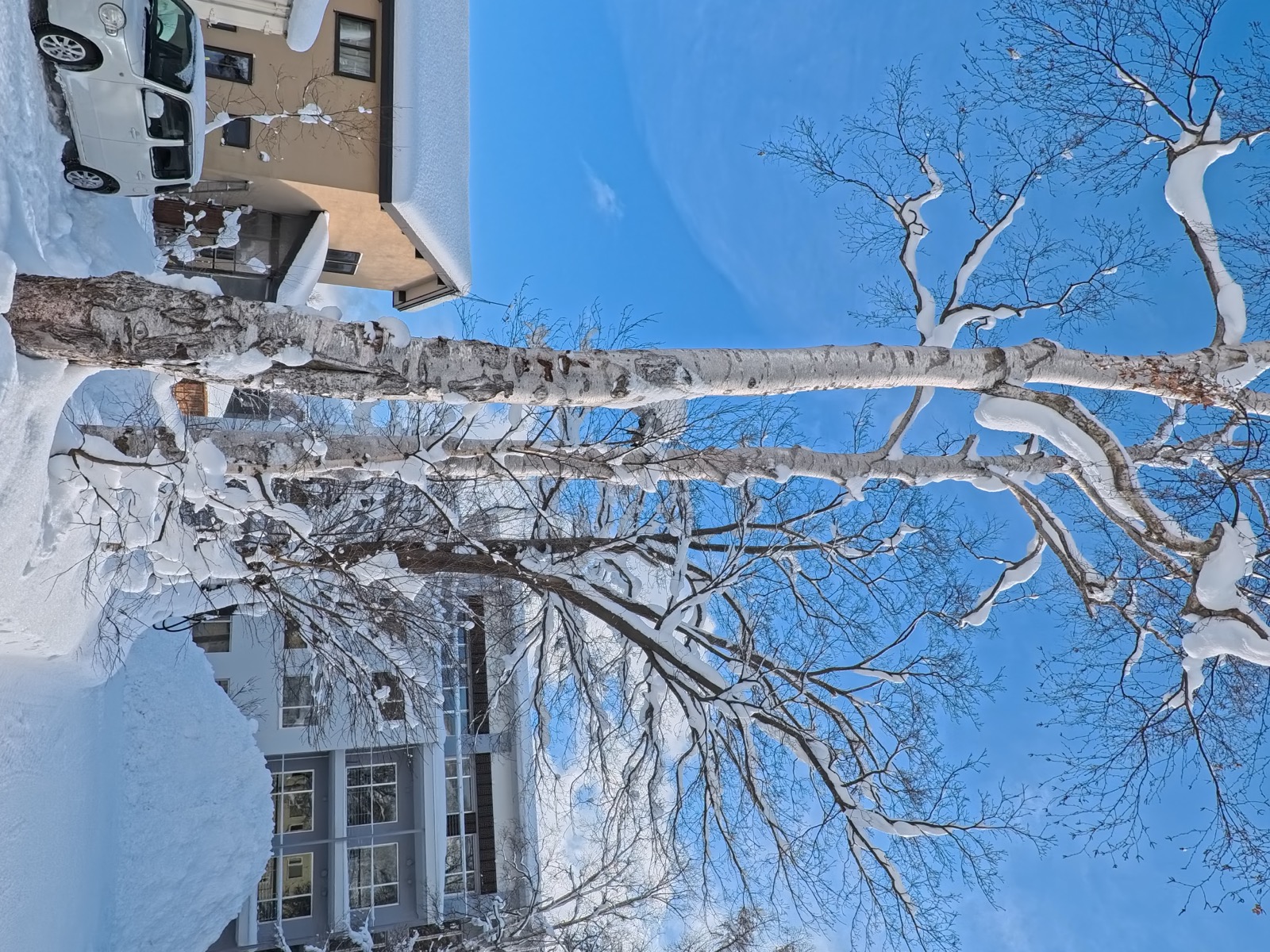 Snow-covered streets and birch trees around Niseko accommodations